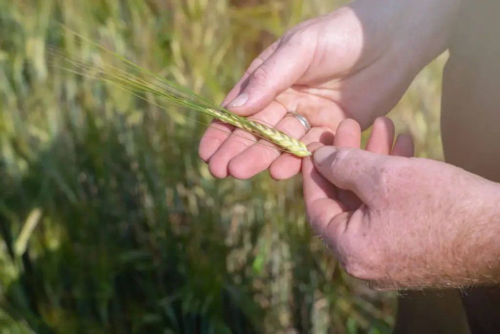Fotograf Landwirtschaft Sömmerda