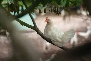 Hoffotografie Hessen